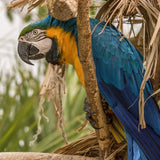 A vibrant, handcrafted wool felt blue macaw finger puppet perches and clings to a dry tree branch amidst natural foliage. This detailed needle-felted parrot finger puppet features a predominantly blue and yellow body with green on its head, mimicking a real macaw. It showcases a black beak, feathered wings, and clawed feet, reflecting its artisanal Nepalese craftsmanship.