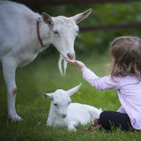A young girl in a light purple shirt sits on the grass and gently feeds a white goat, while a baby goat rests nearby. The scene is calm and pastoral, set in a green, outdoor environment.