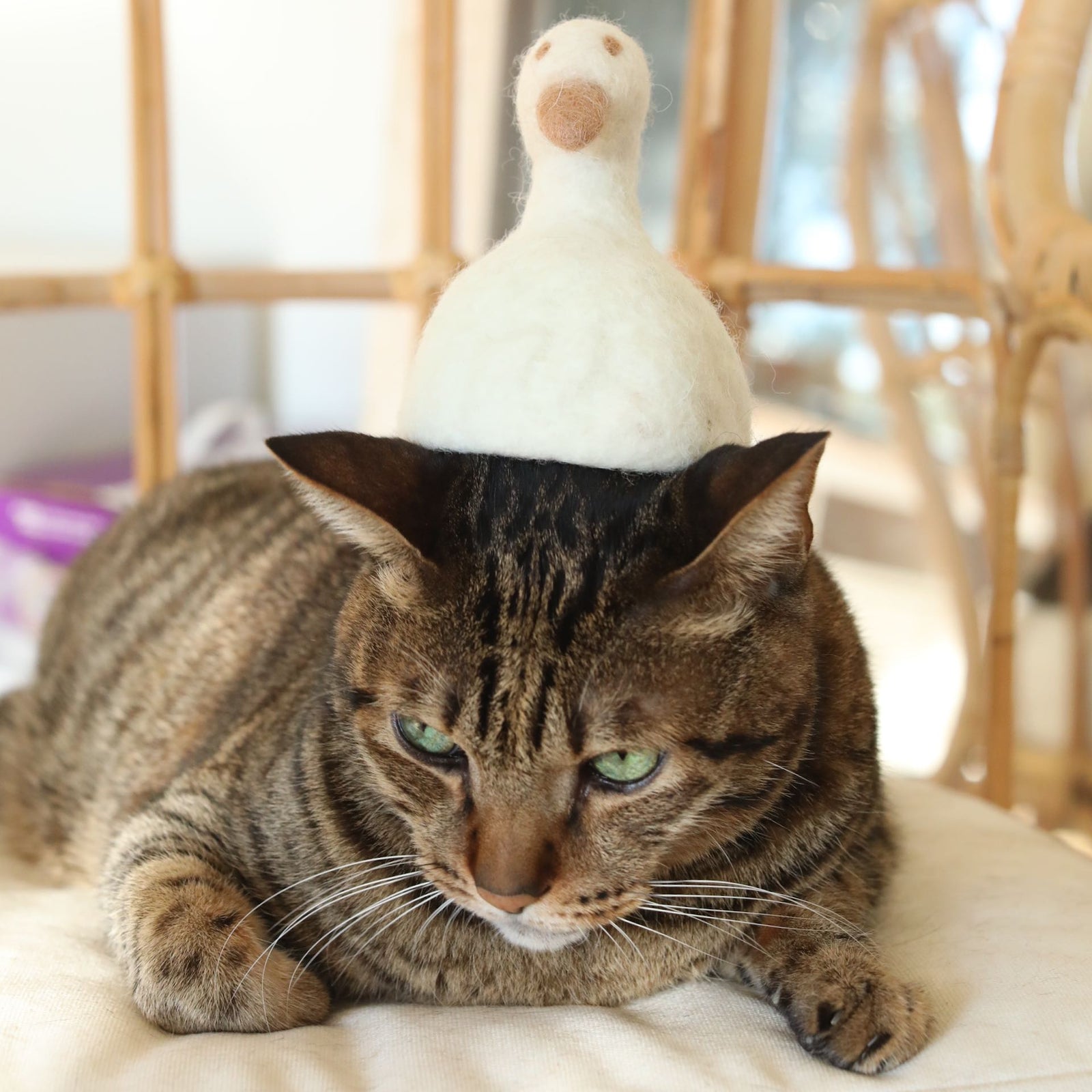 Duck for cats best sale