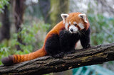 A handmade felt red panda finger puppet features reddish-brown fur, a bushy tail, white face markings, and small ears, accurately depicting the animal. This unique felt toy for kids showcases detailed craftsmanship.