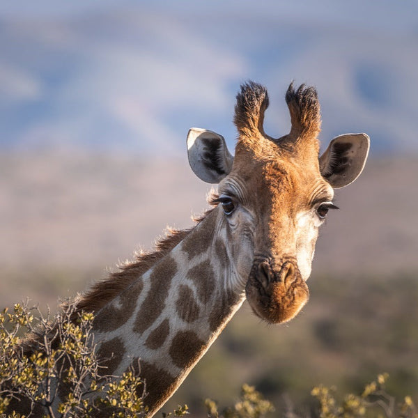 A wool felt giraffe finger puppet stands in its natural habitat, surrounded by mountains in the background. The puppet is positioned slightly to the left of the frame, facing towards the right side. It has a long neck and legs characteristic of a giraffe, with brown spots on its body.