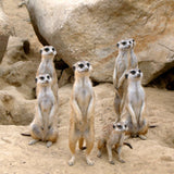 A Needle Felted Meerkat Finger Puppet is shown standing in a playful pose. This handmade felt finger puppet features light-colored fur, a pointed snout, and a bushy tail, accurately capturing the meerkat's distinctive appearance. Crafted from soft felt, it's perfect for imaginative play.